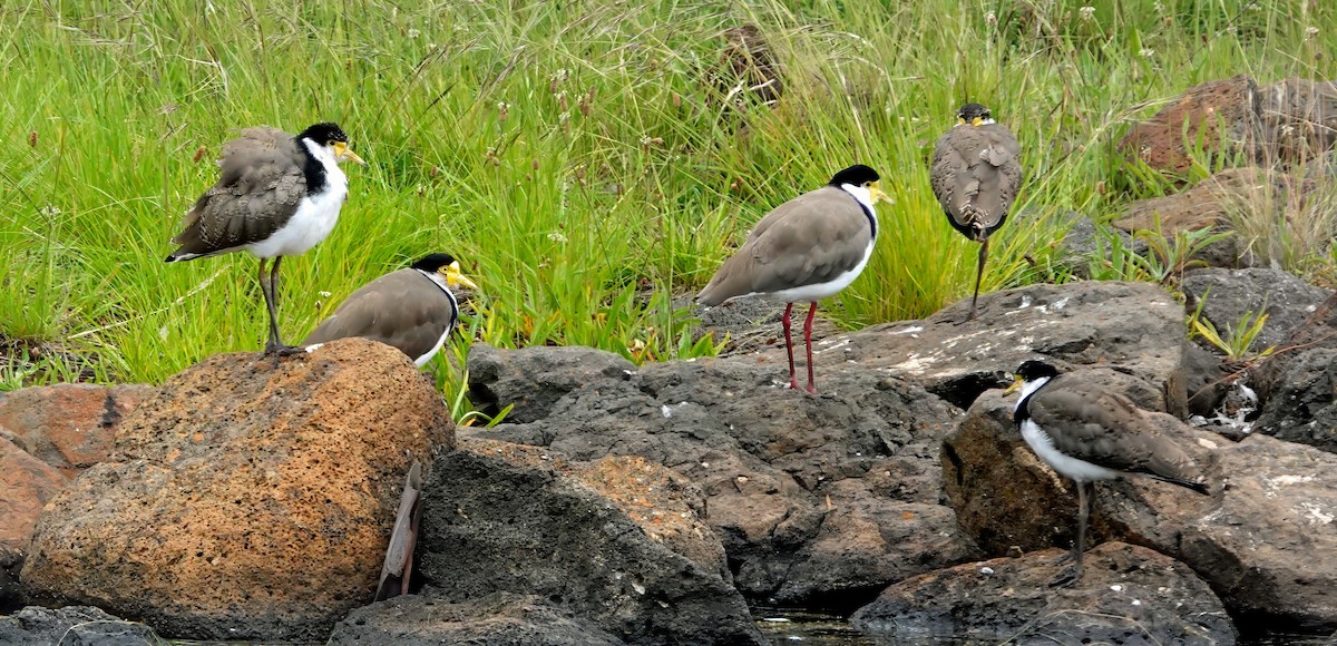 čejka australská - ML646622103