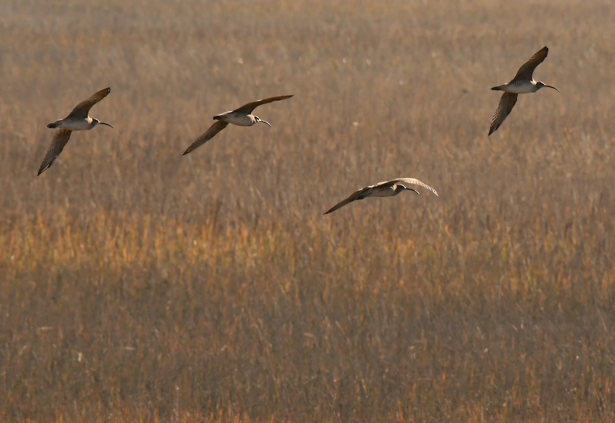 Hudsonian Whimbrel - ML646622111
