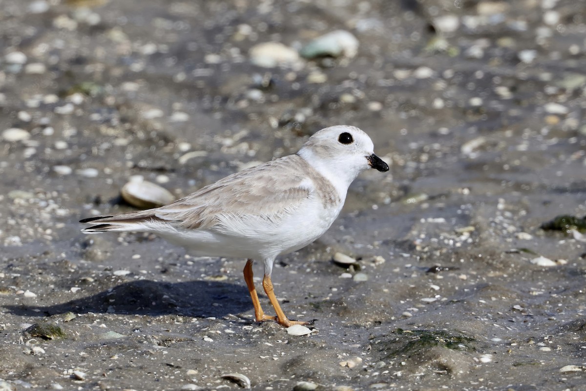 Piping Plover - ML646622112