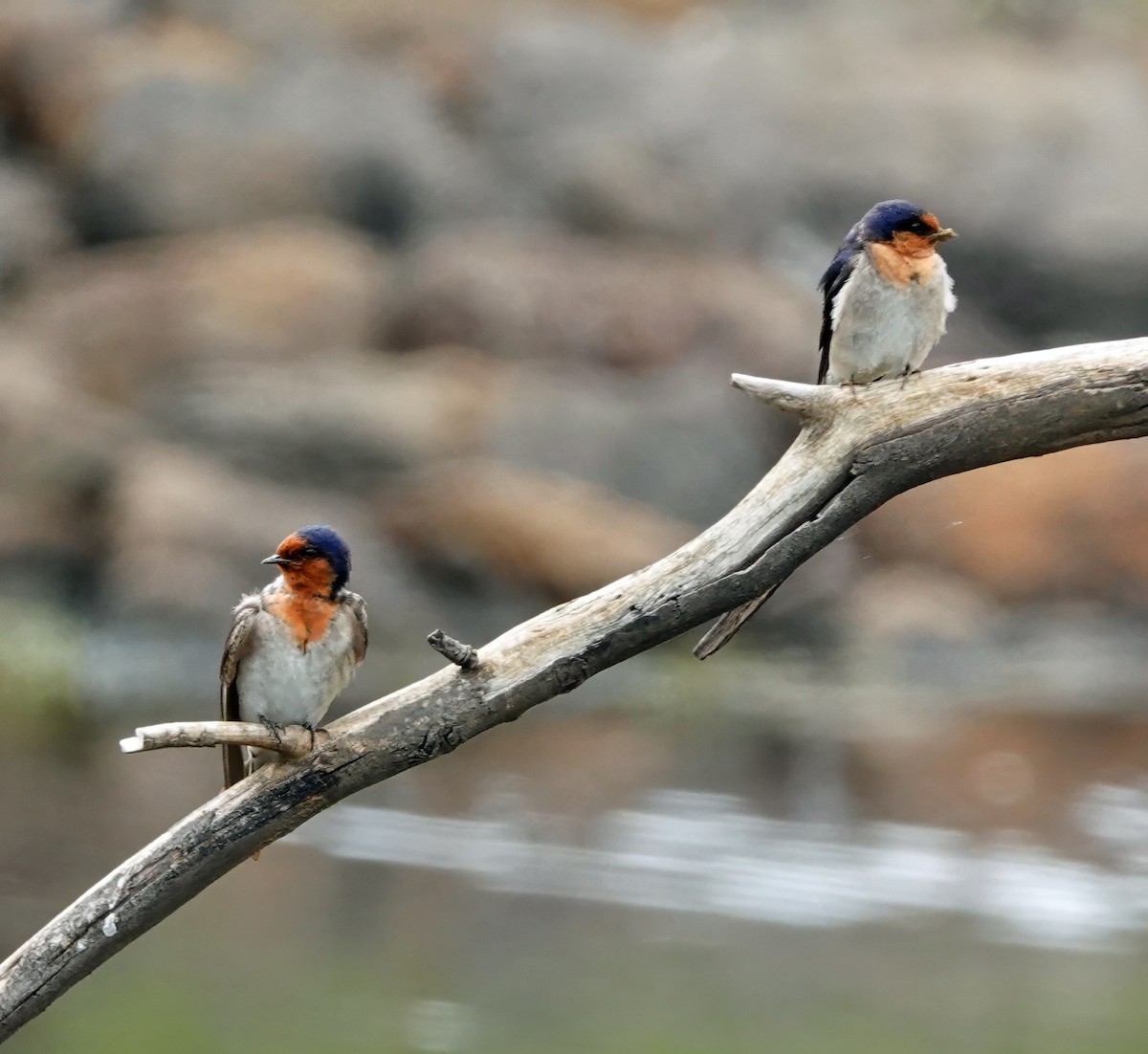 vlaštovka šedobřichá - ML646622114