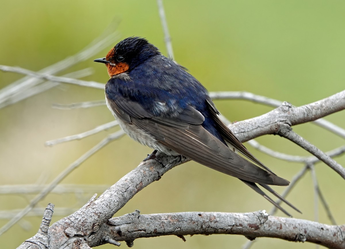 vlaštovka šedobřichá - ML646622115