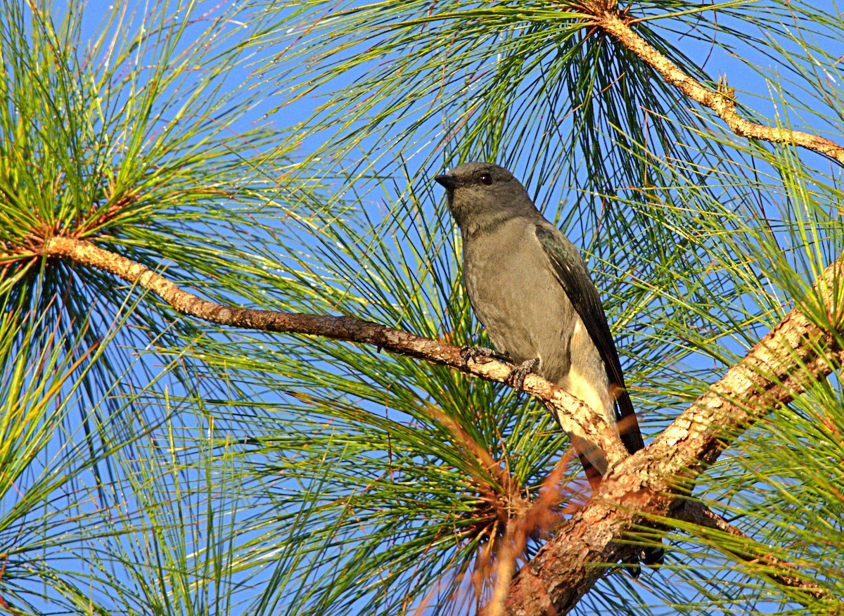 Black-winged Cuckooshrike - ML646622116