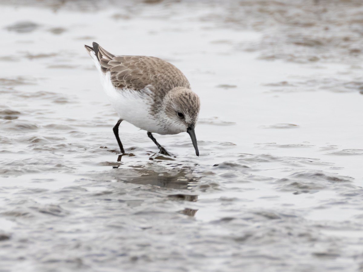 Gambecchio dell'Alaska - ML646622117