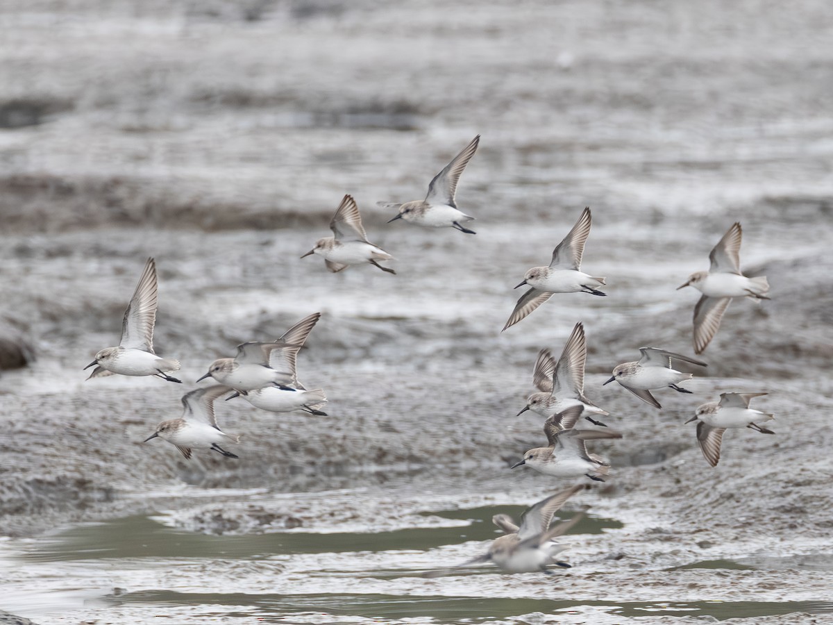 Gambecchio dell'Alaska - ML646622119