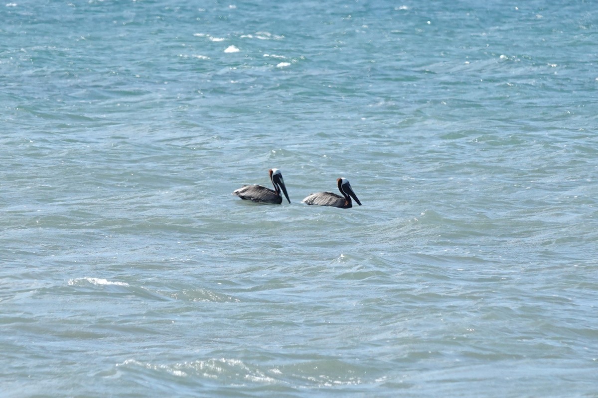 Brown Pelican - ML646622120