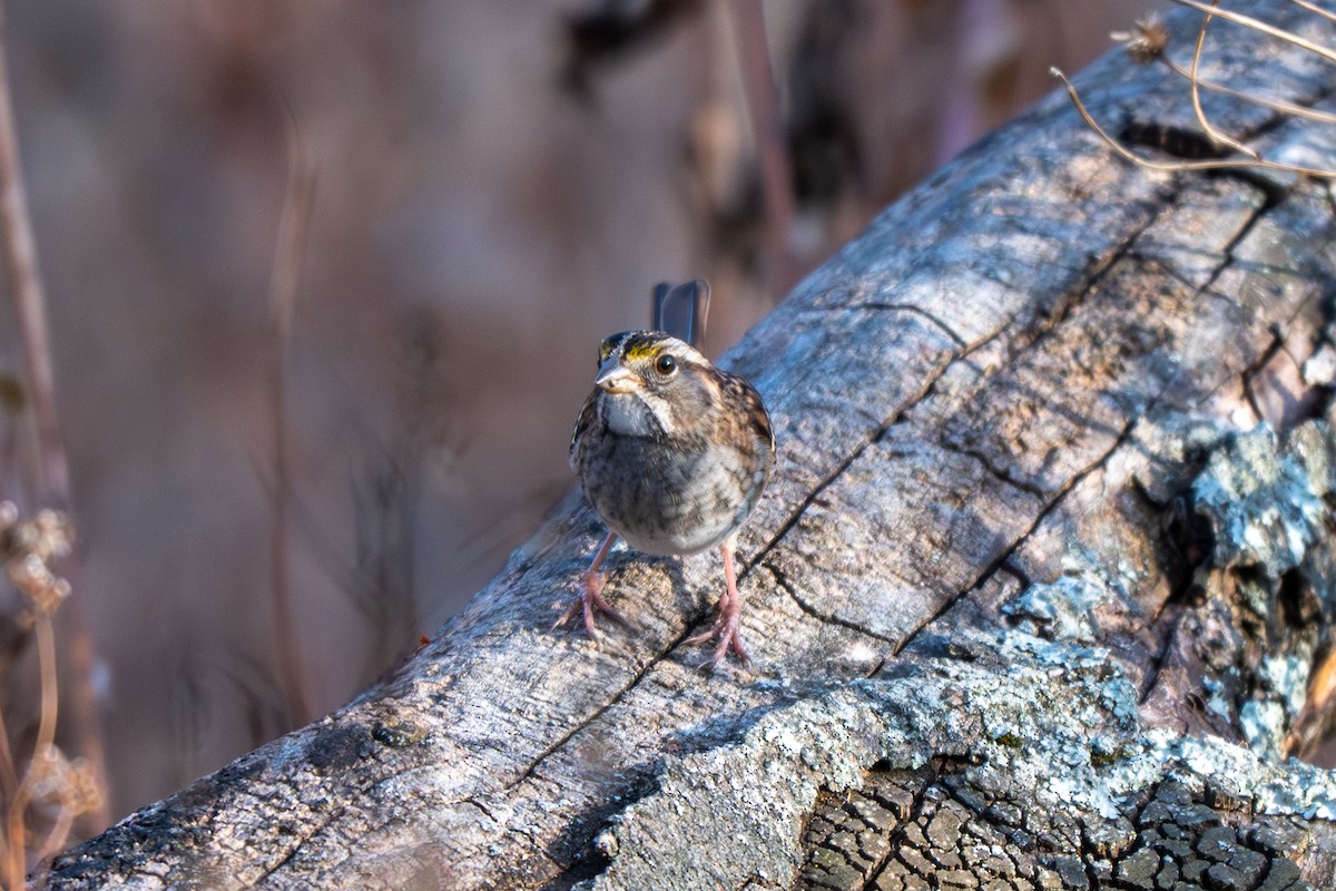 Бруант білогорлий - ML646622121