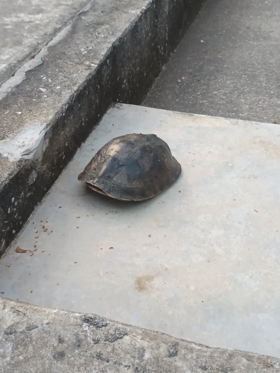 Sunda Box Turtle - ML646622122