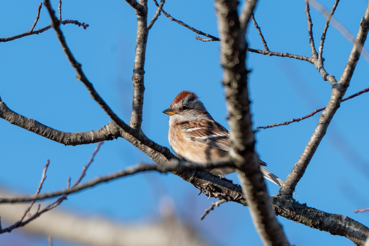 Пасовник північний - ML646622123