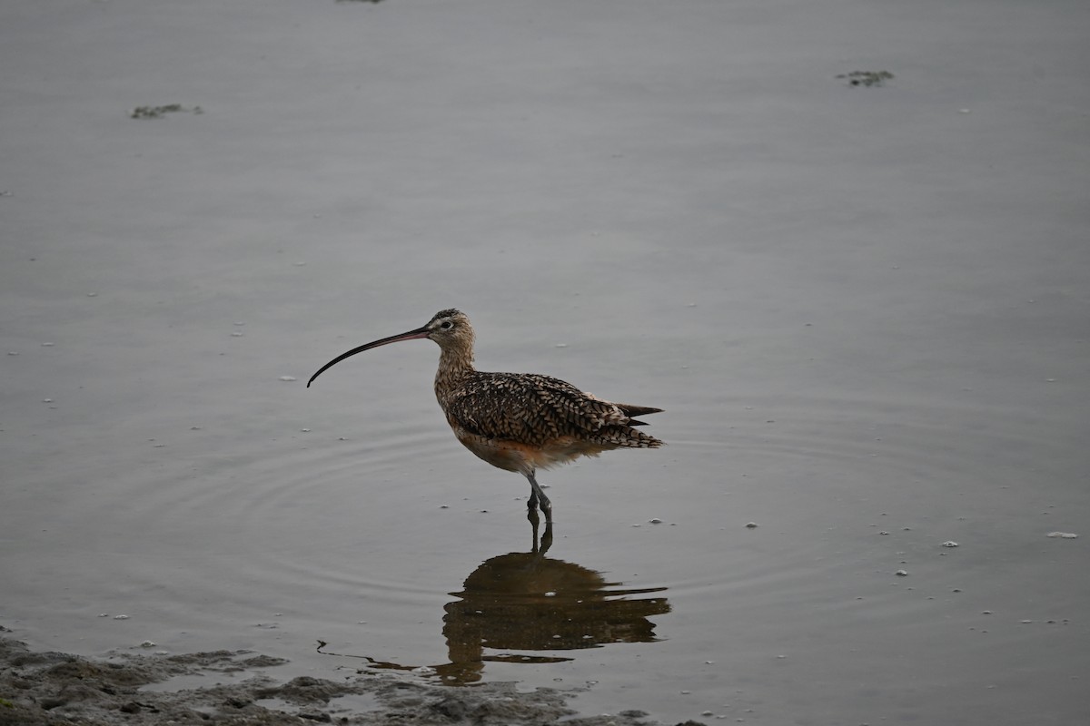 Long-billed Curlew - ML646622124