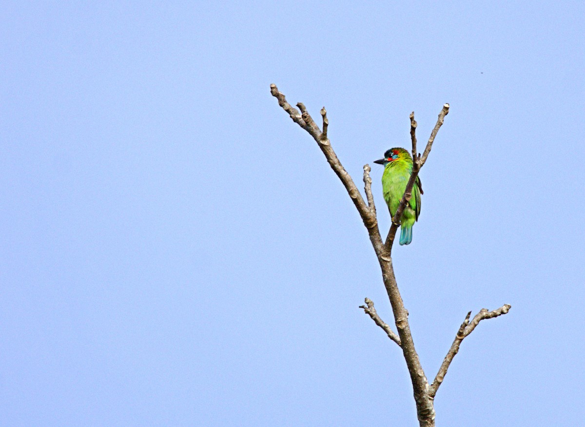 Blue-eared Barbet - ML646622126