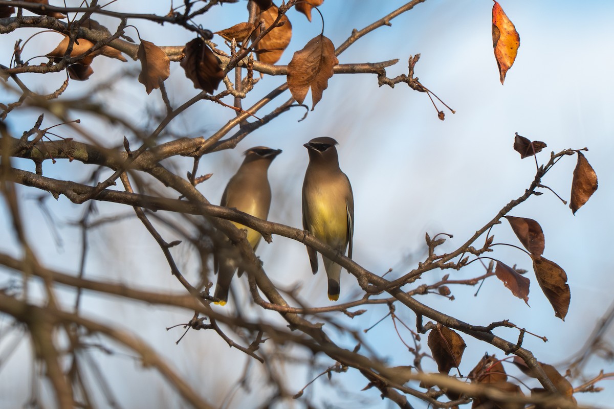 Buztanori amerikarra - ML646622128