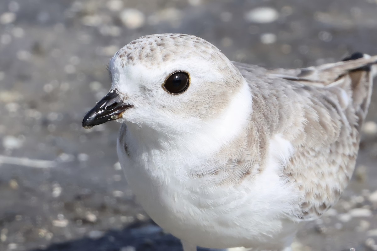 Piping Plover - ML646622129