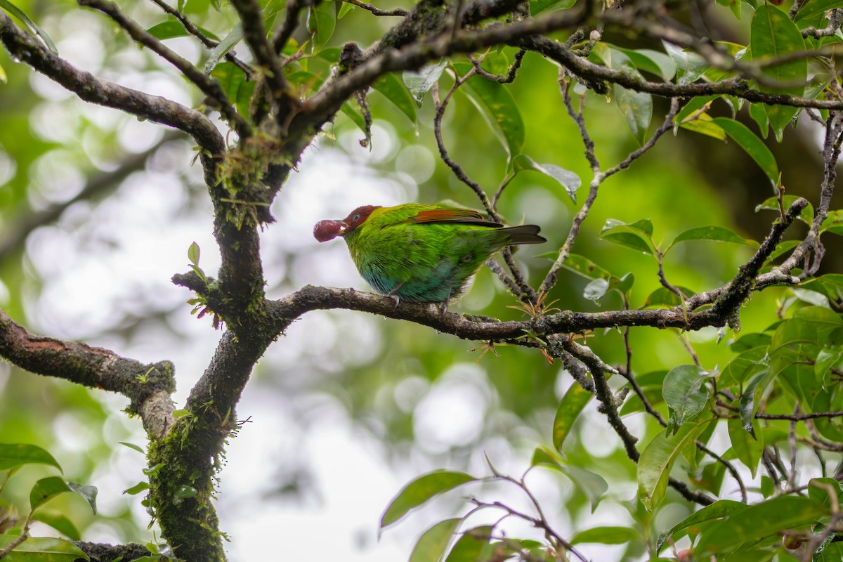 Rufous-winged Tanager - ML646622130