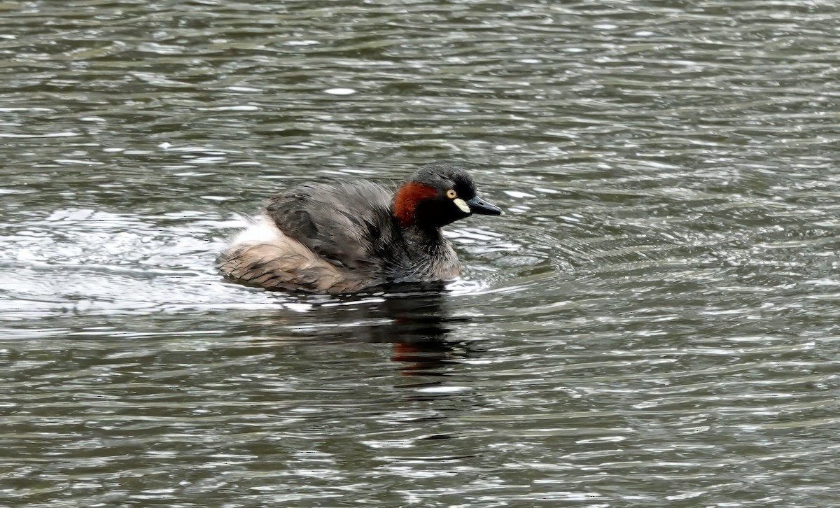 potápka australasijská - ML646622136