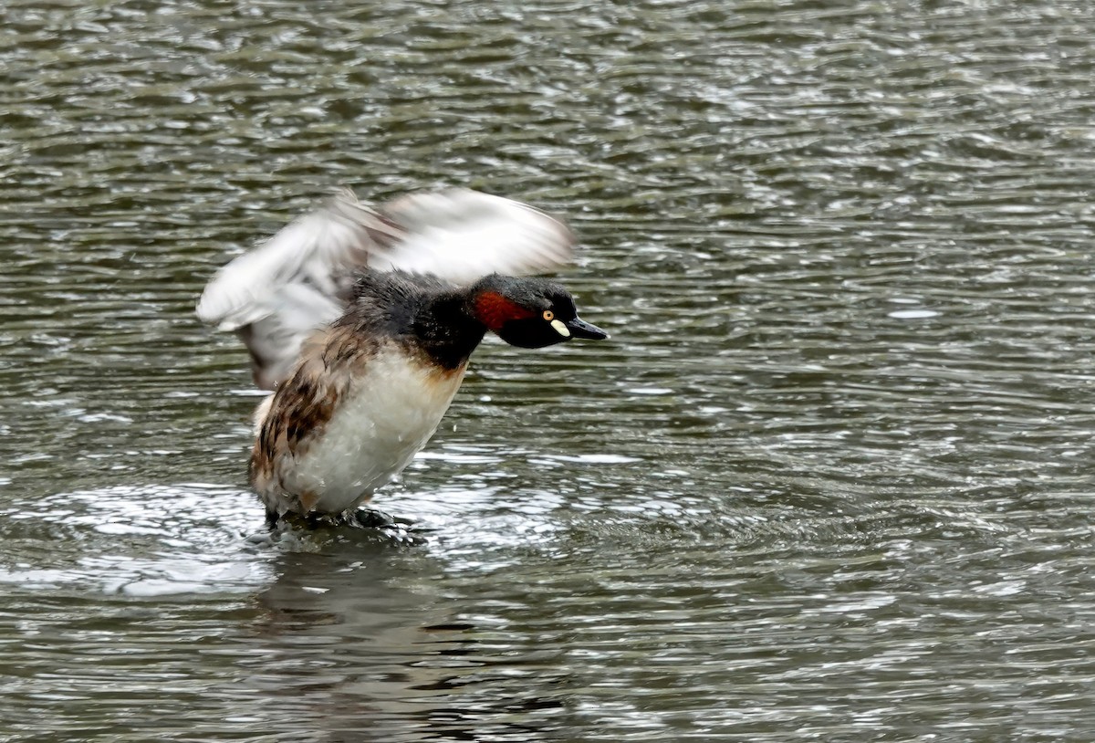 potápka australasijská - ML646622137