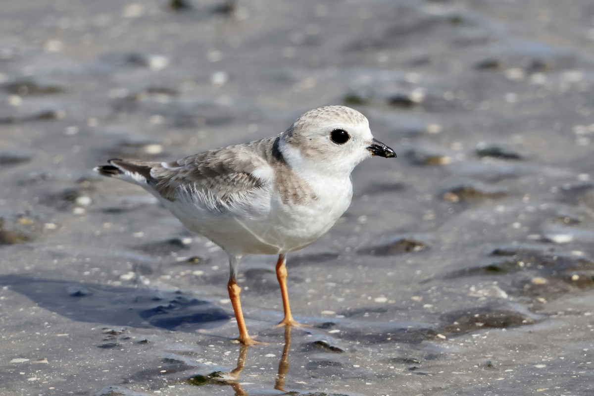 Piping Plover - ML646622138
