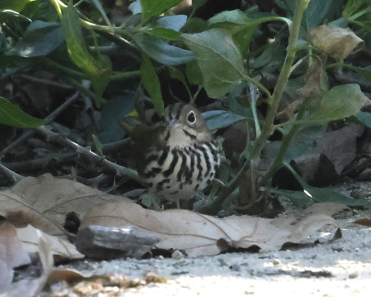 Ovenbird - ML646622141