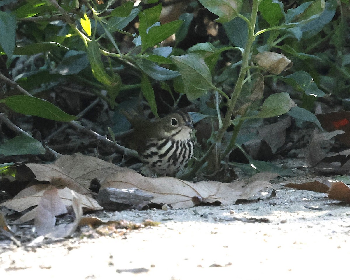 Ovenbird - ML646622142