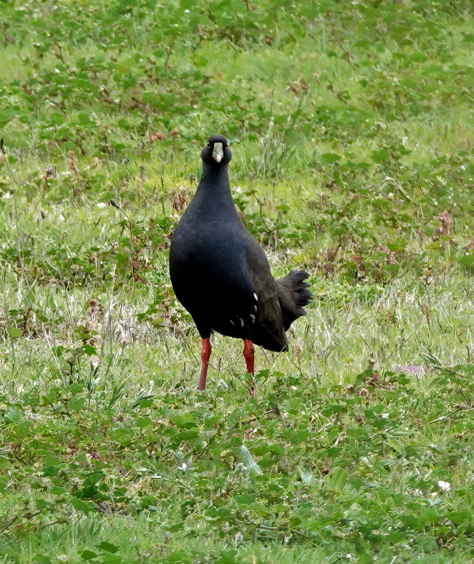 slípka černoocasá - ML646622143