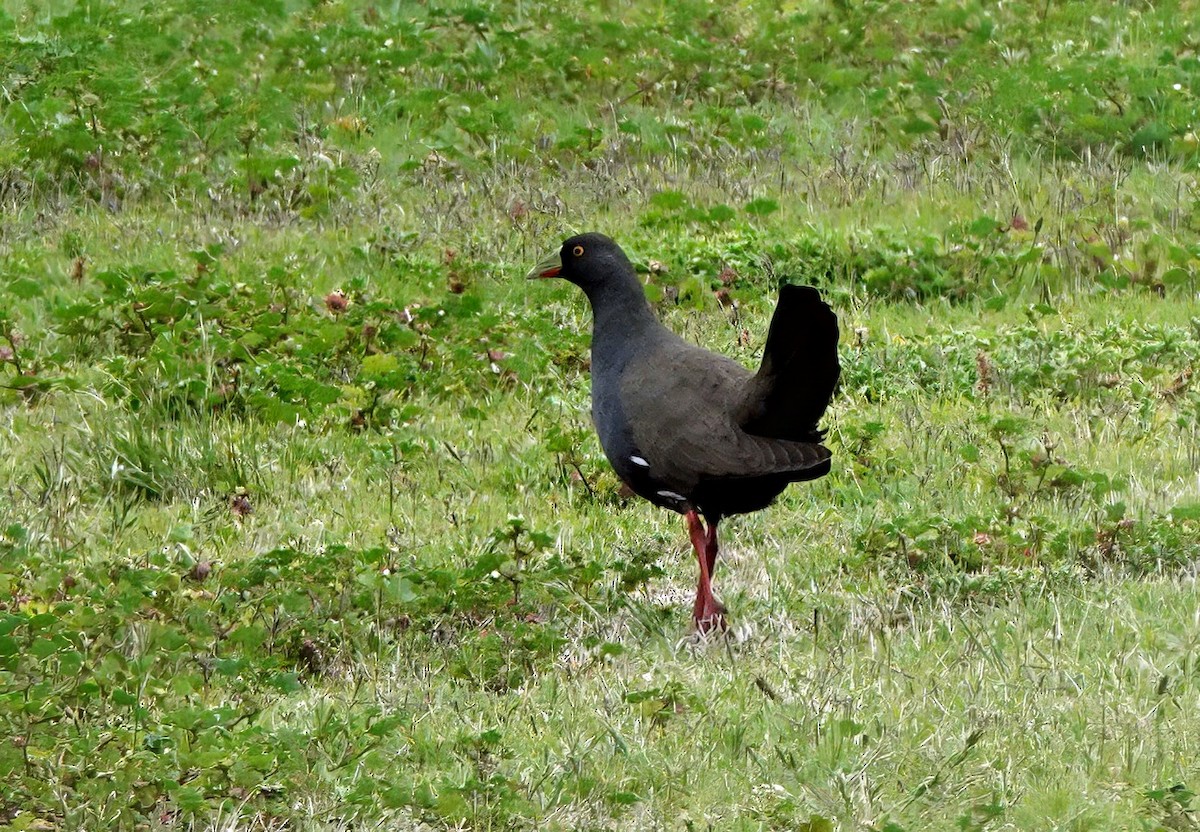 slípka černoocasá - ML646622144