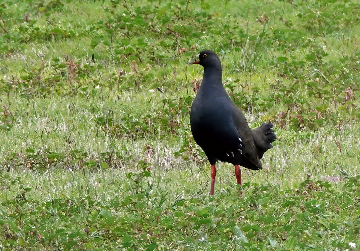 slípka černoocasá - ML646622145