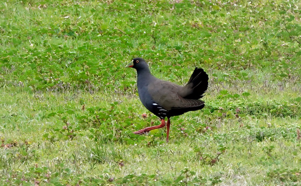 slípka černoocasá - ML646622146