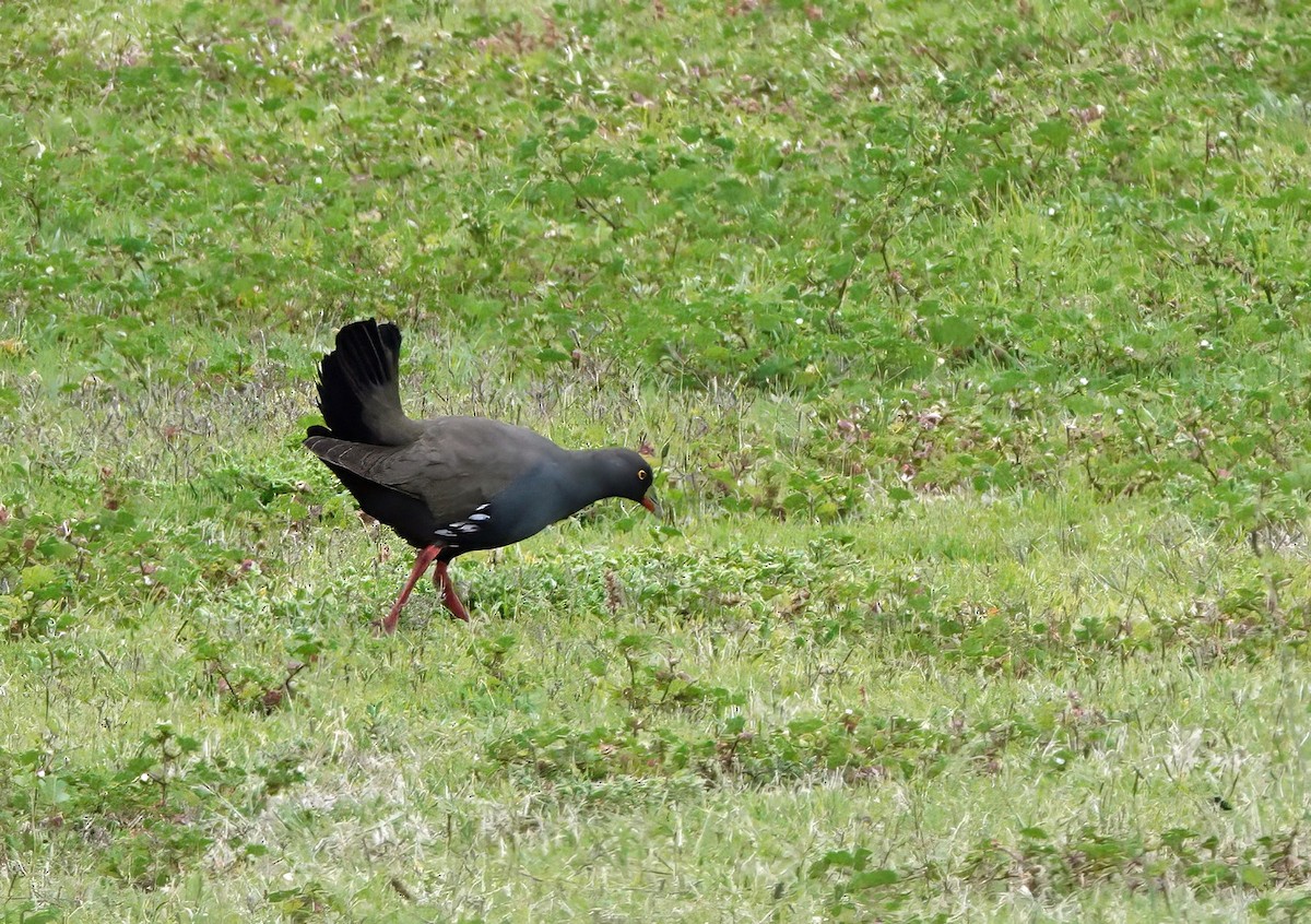 slípka černoocasá - ML646622147