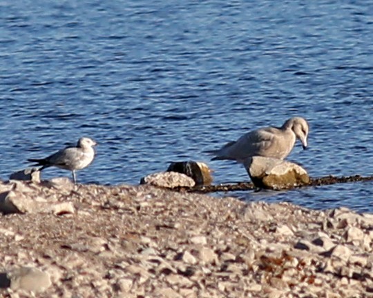 Glaucous Gull - ML646622150
