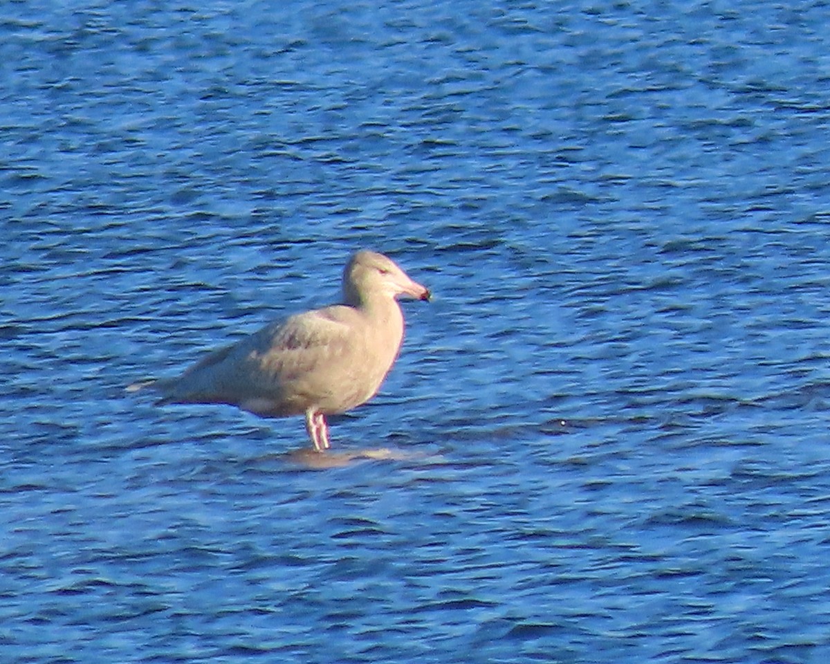 Glaucous Gull - ML646622153