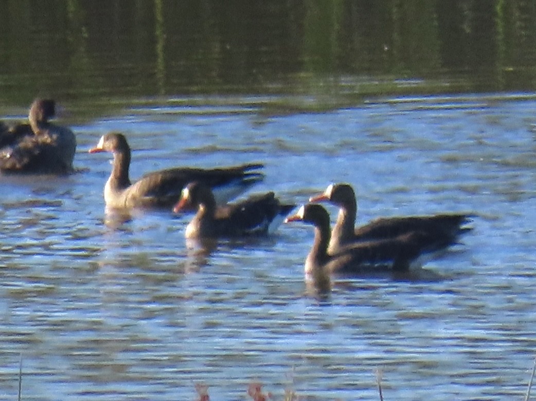 Гуска білолоба - ML646622155