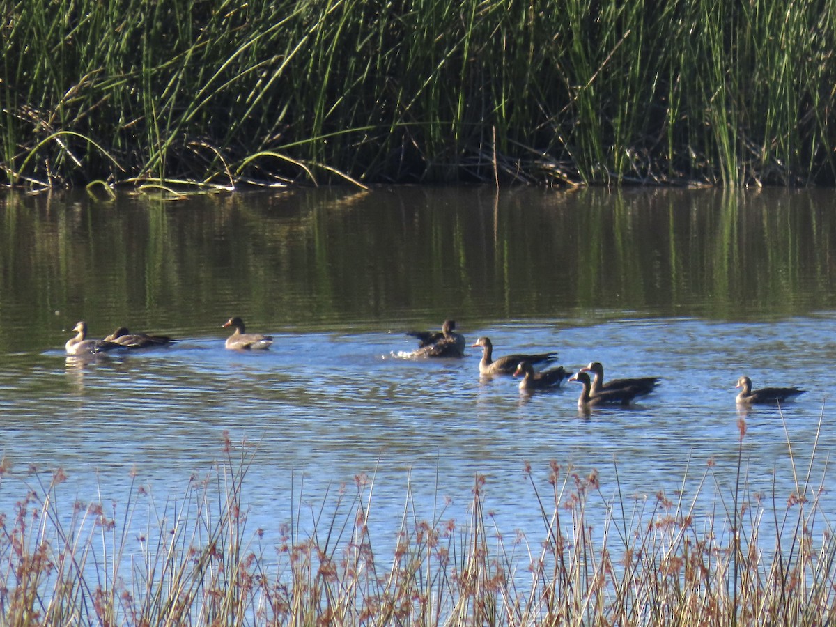 Гуска білолоба - ML646622156