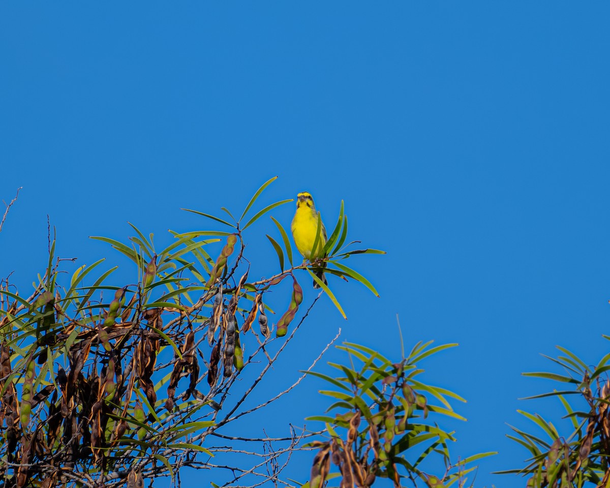 zvonohlík žlutočelý - ML646622157