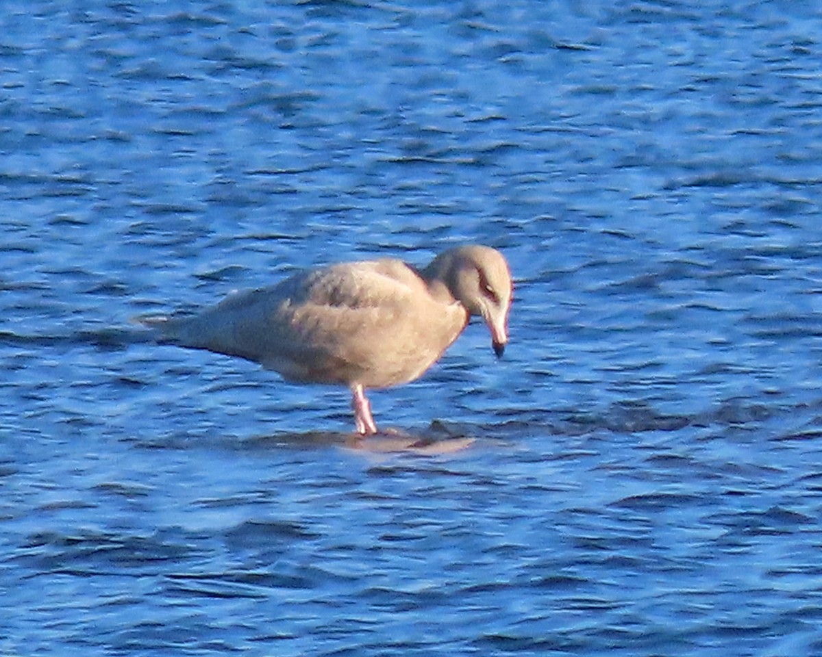 Glaucous Gull - ML646622158