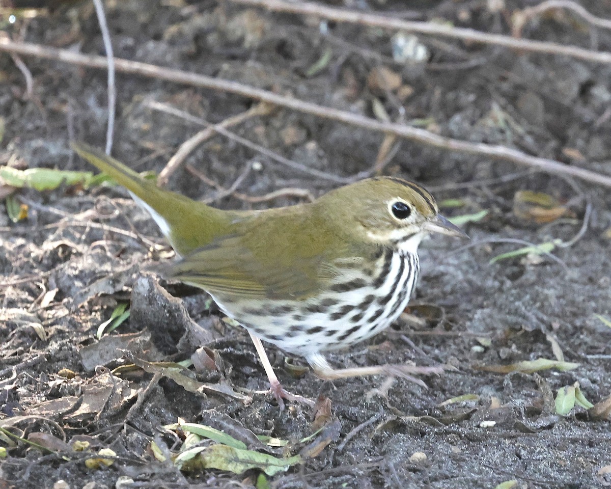 Ovenbird - ML646622160