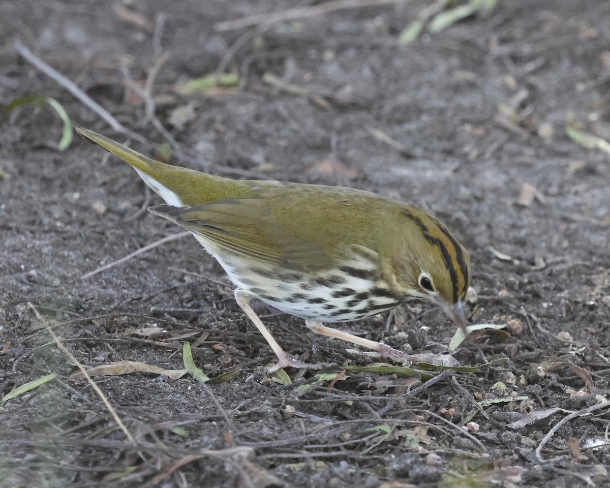Ovenbird - ML646622161