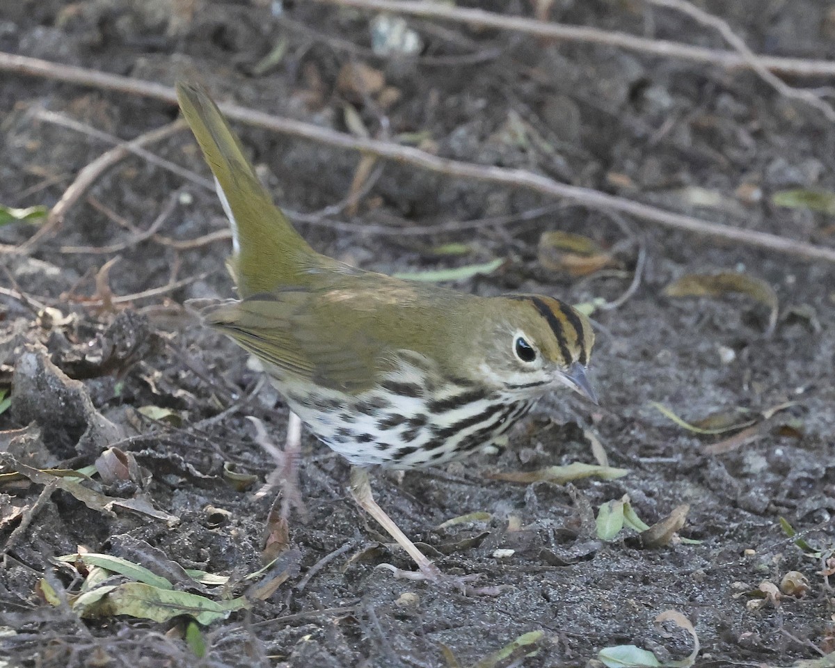 Ovenbird - ML646622162