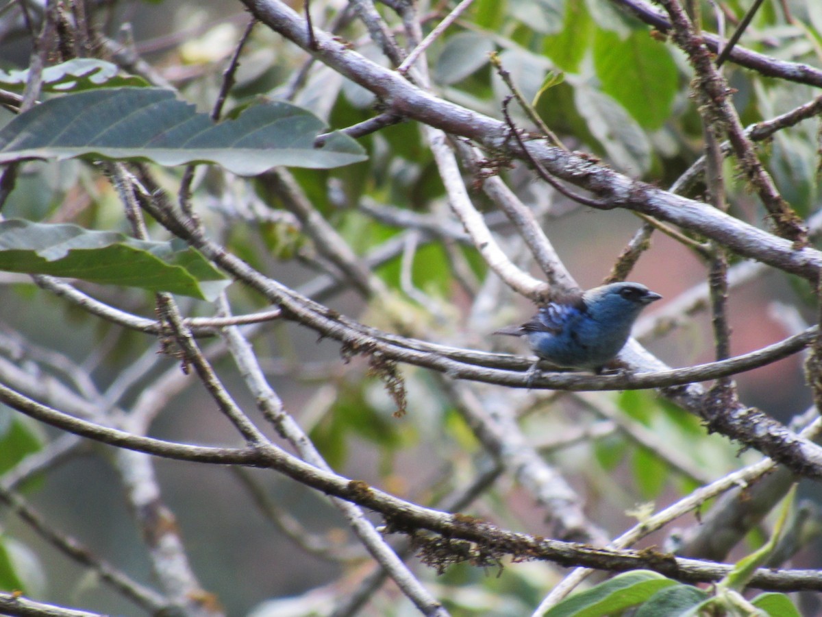 Blue-and-black Tanager - ML646622163