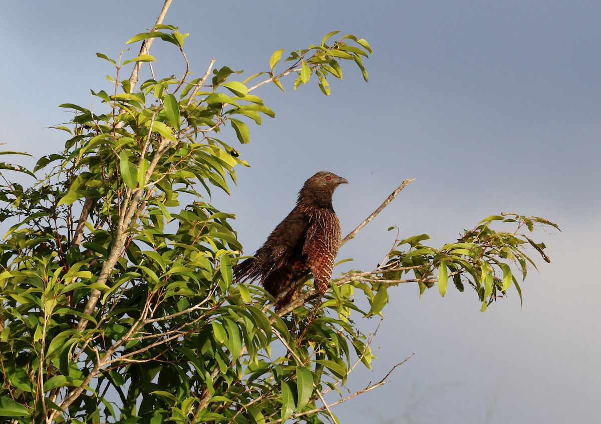 Pheasant Coucal - ML646622164