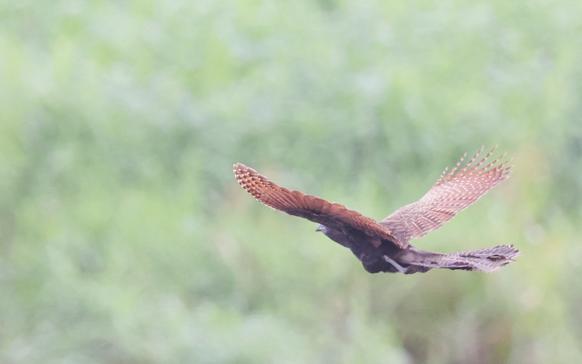 Pheasant Coucal - ML646622167
