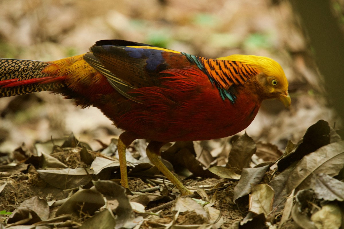 紅腹錦雞 - ML646622168