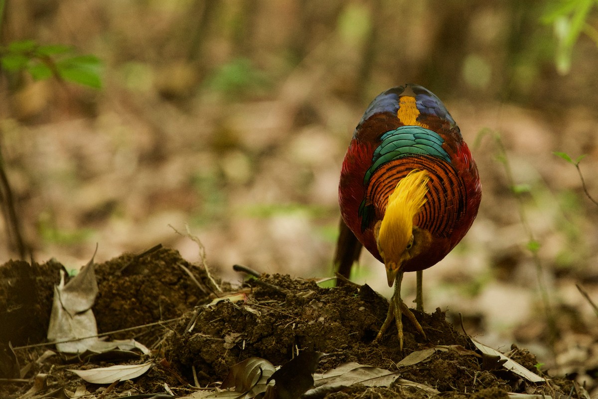 紅腹錦雞 - ML646622169