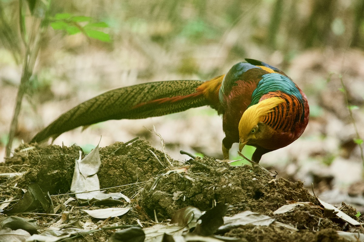 紅腹錦雞 - ML646622170