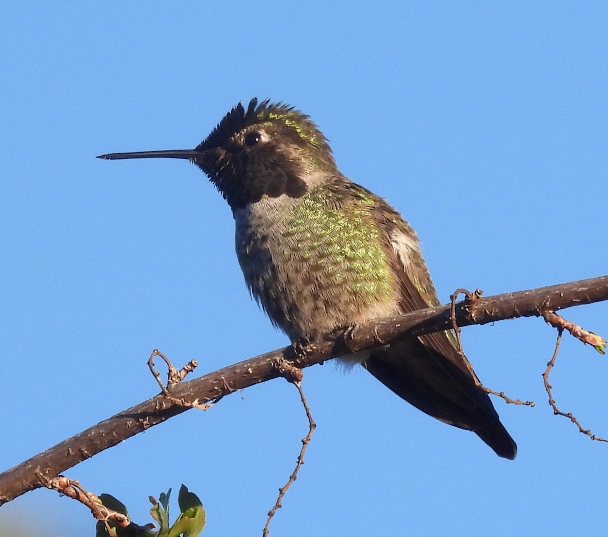Anna's Hummingbird - ML646622171