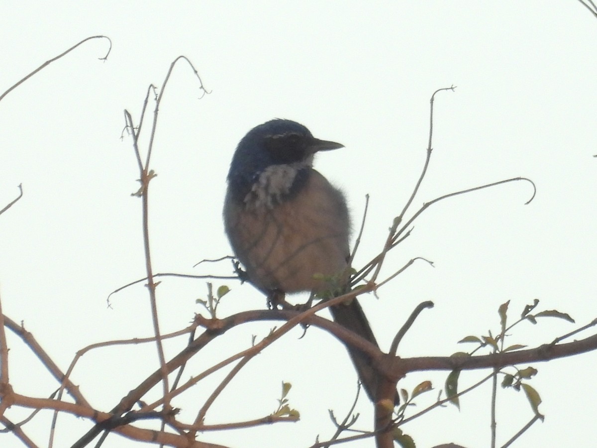 California Scrub-Jay - ML646622172