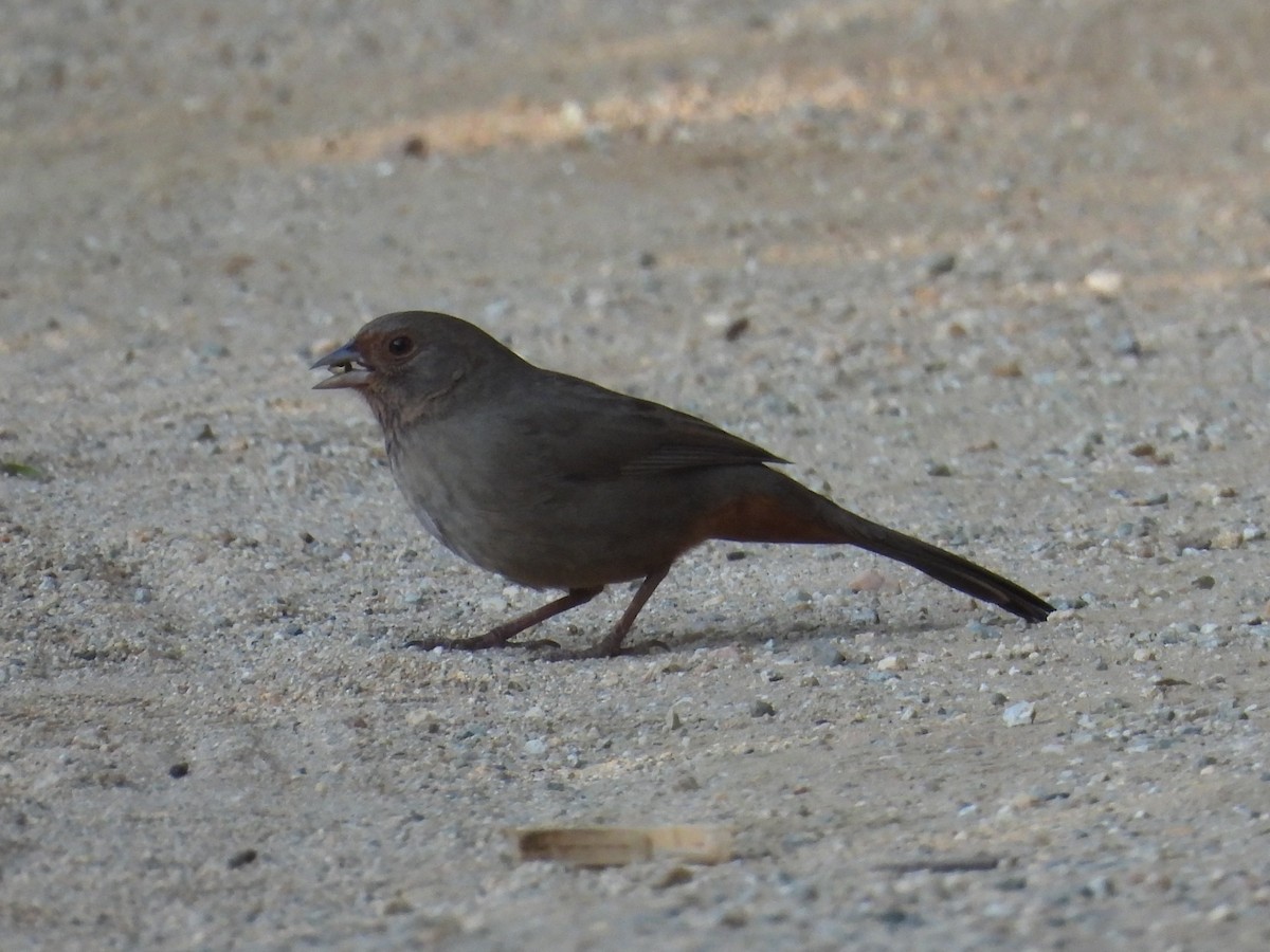California Towhee - ML646622174