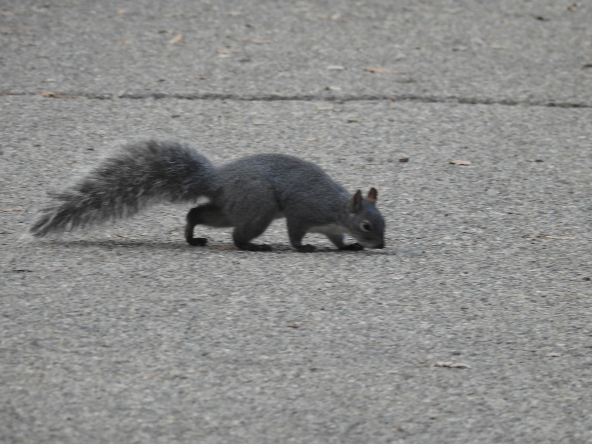Western Gray Squirrel - ML646622175