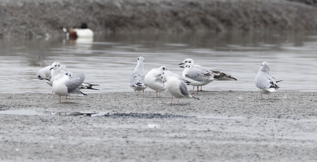 Bonaparte's Gull - ML646622176