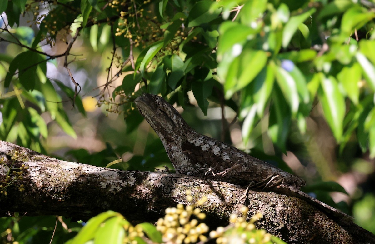 Papuan Frogmouth - ML646622179