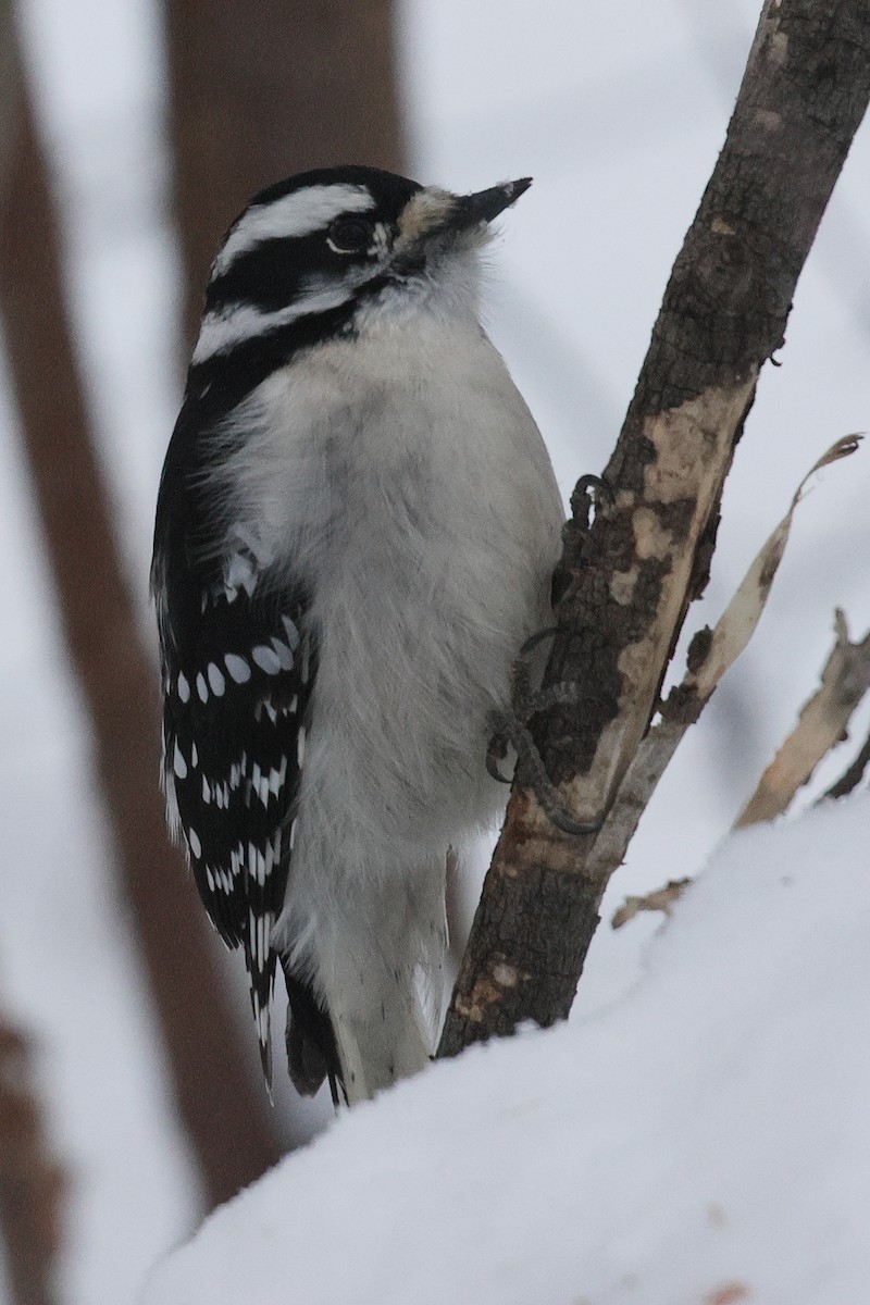 Downy Woodpecker - ML646622180