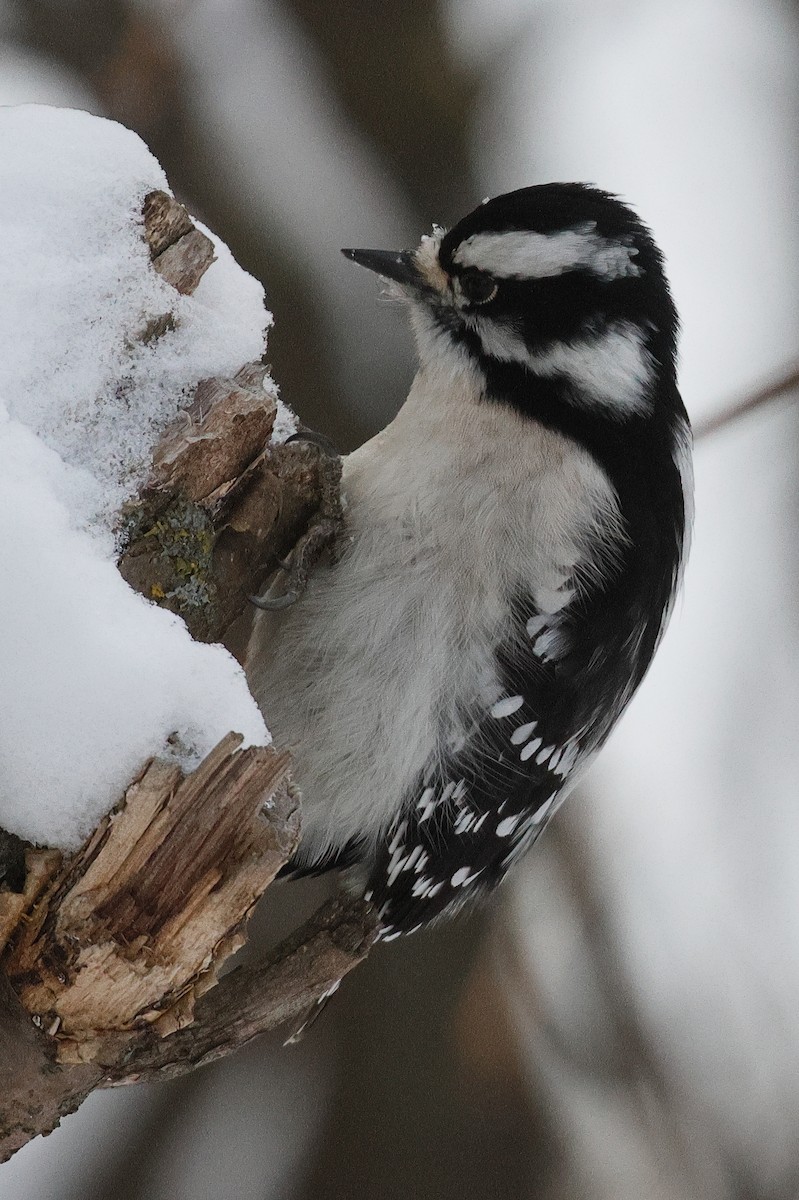 Downy Woodpecker - ML646622181